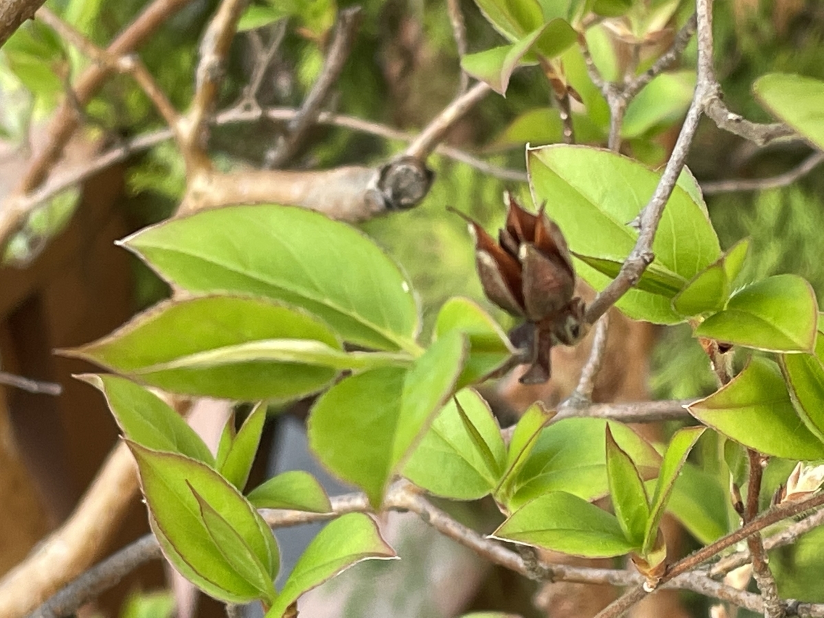 f:id:hatchtomakinoki:20220416230546j:plain