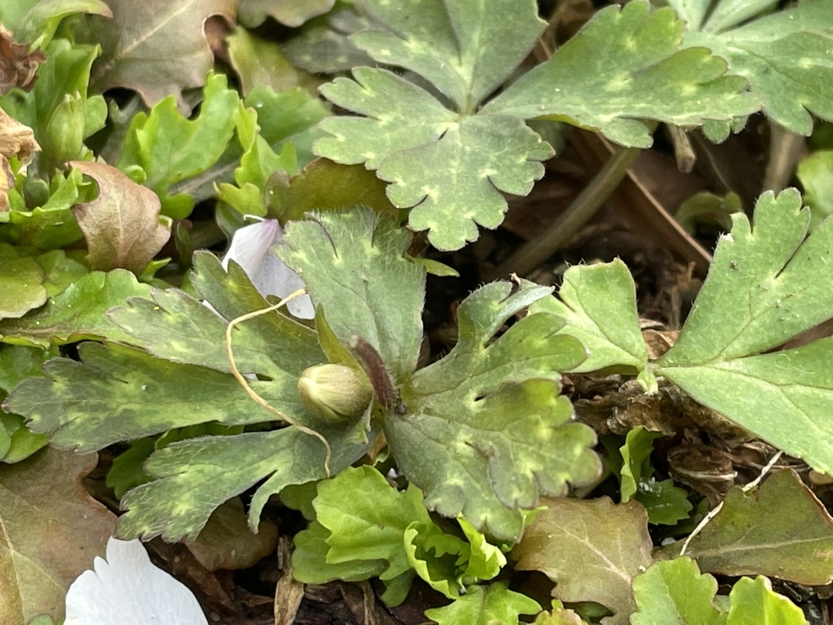 f:id:hatchtomakinoki:20220416230620j:plain