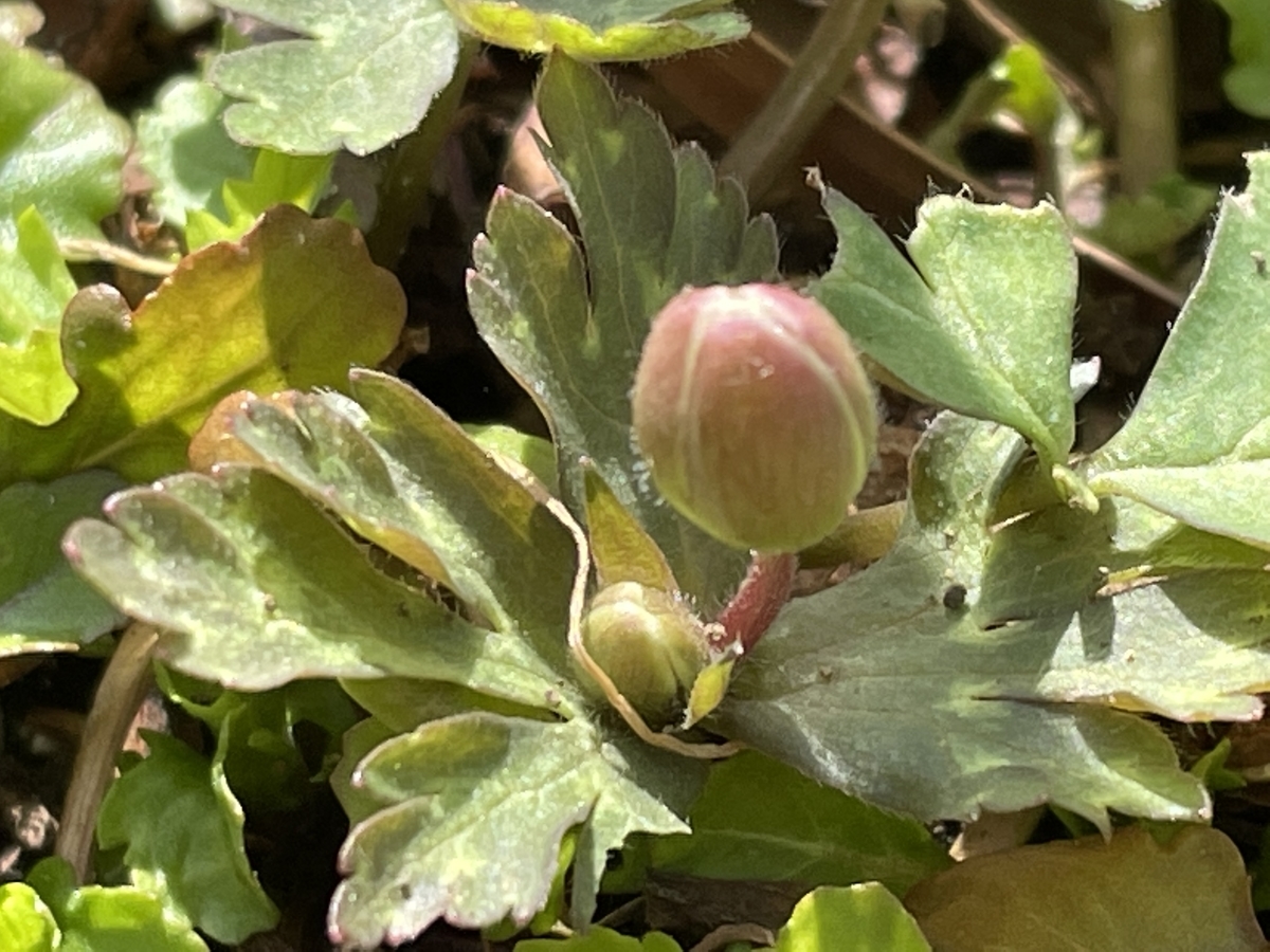 f:id:hatchtomakinoki:20220416230633j:plain