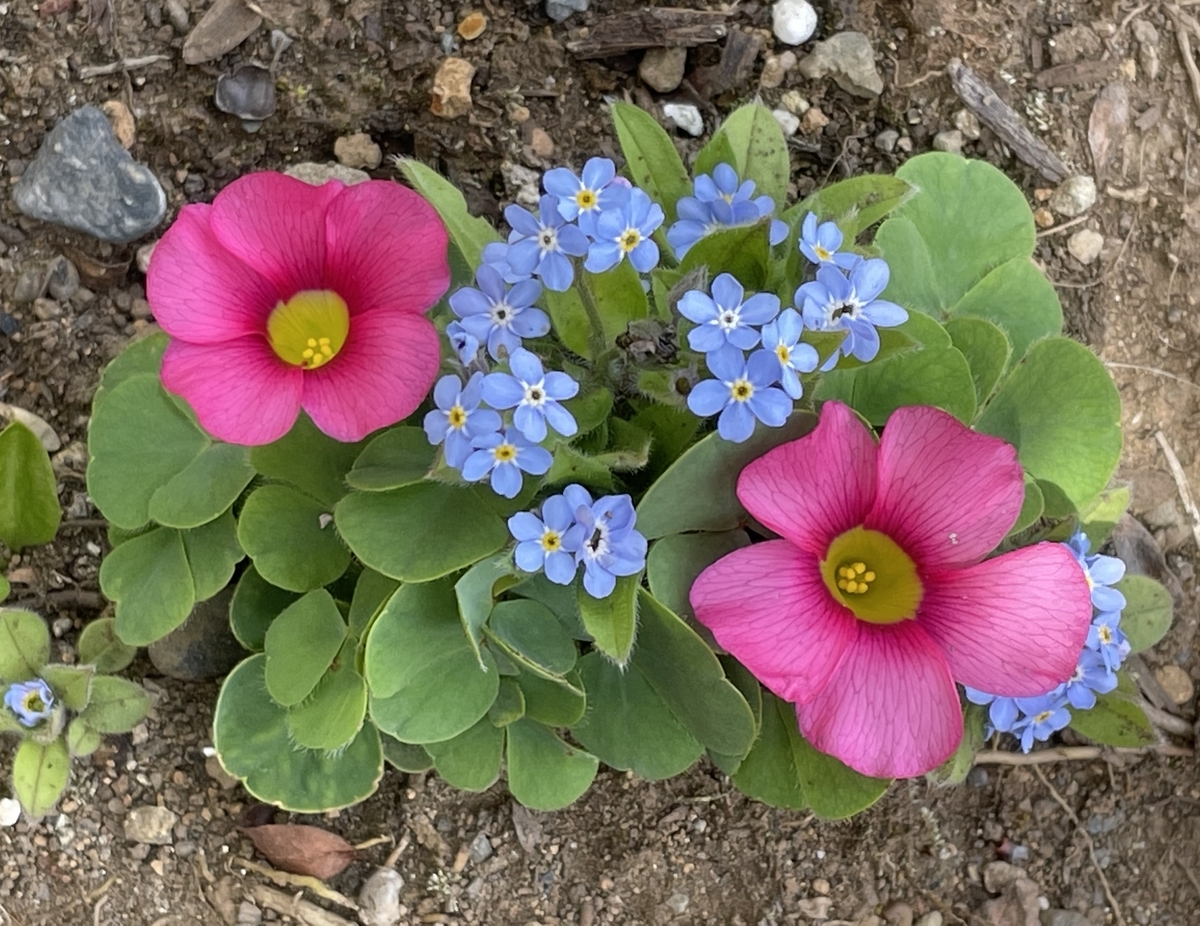 f:id:hatchtomakinoki:20220416235806j:plain