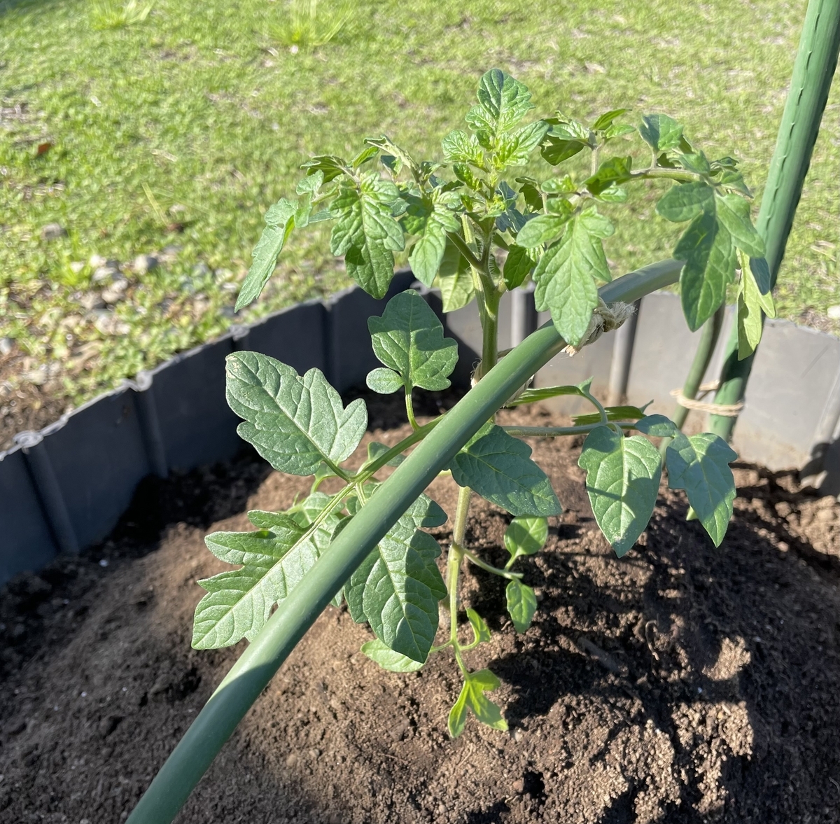今年のミニトマト🍅 - マキの木が切れなかったので。