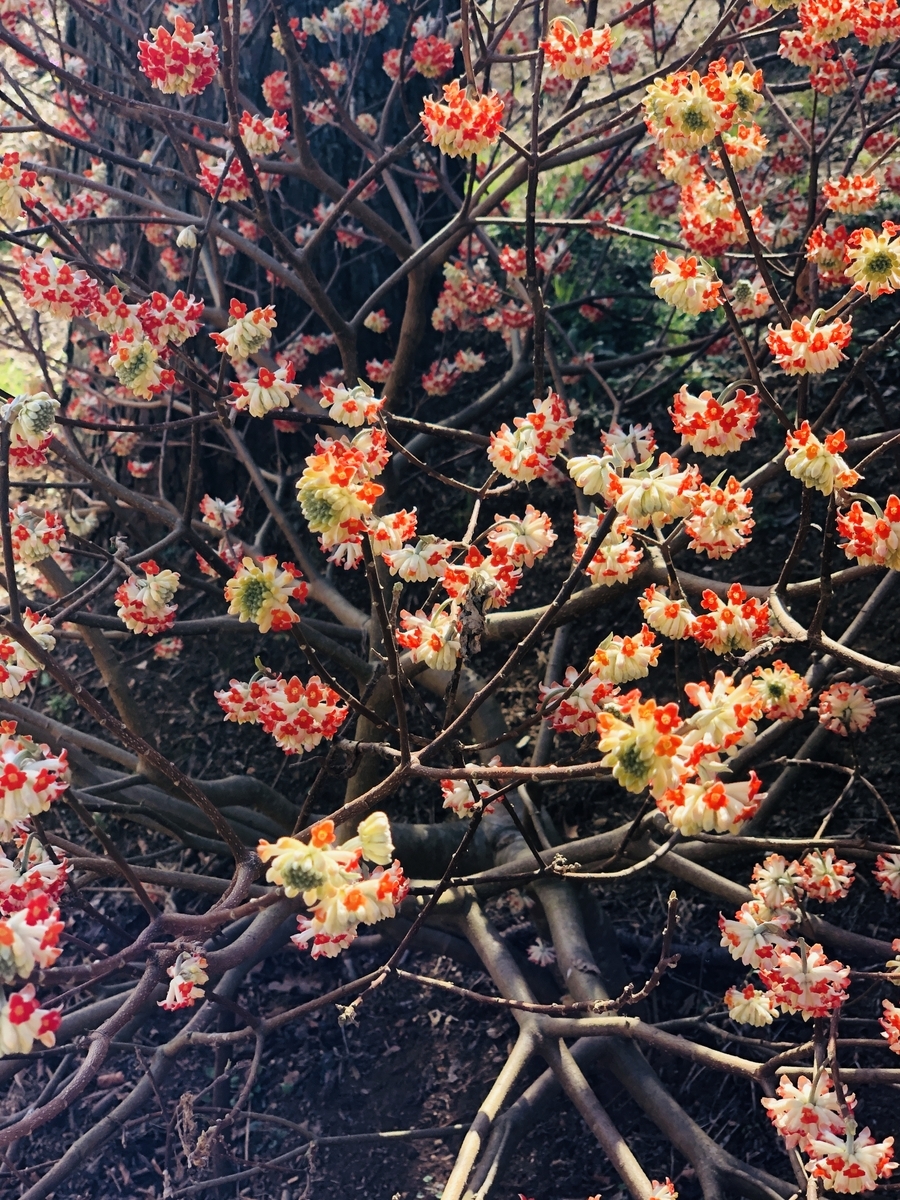 f:id:hatchyxoxo:20190416222341j:plain