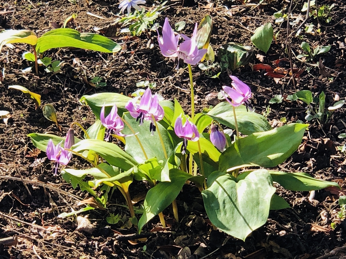 f:id:hatchyxoxo:20190416222441j:plain