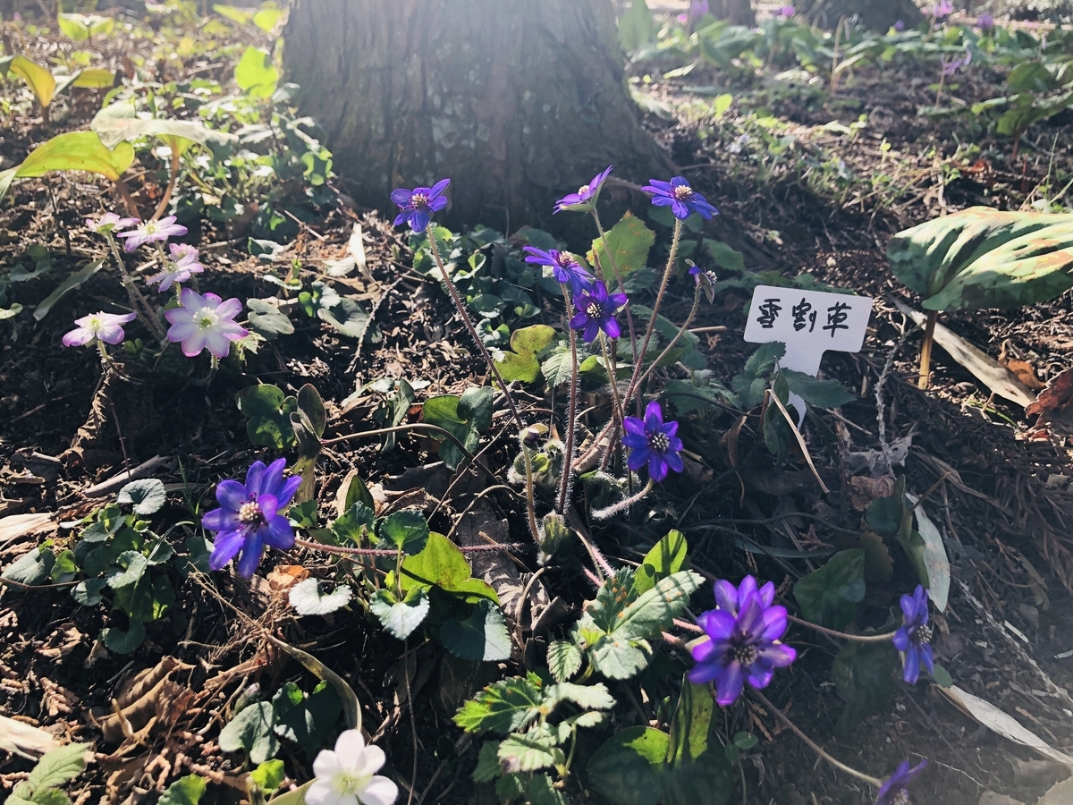 f:id:hatchyxoxo:20190416222449j:plain