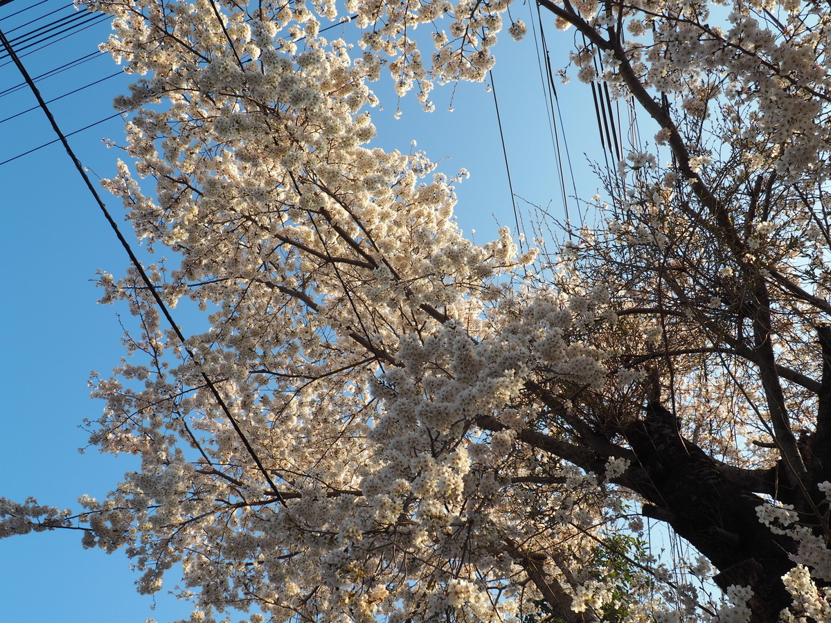 f:id:hatchyxoxo:20190423174620j:plain