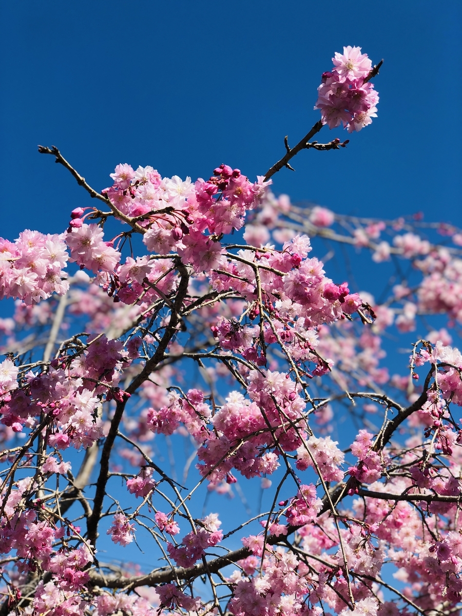 f:id:hatchyxoxo:20190428143722j:plain
