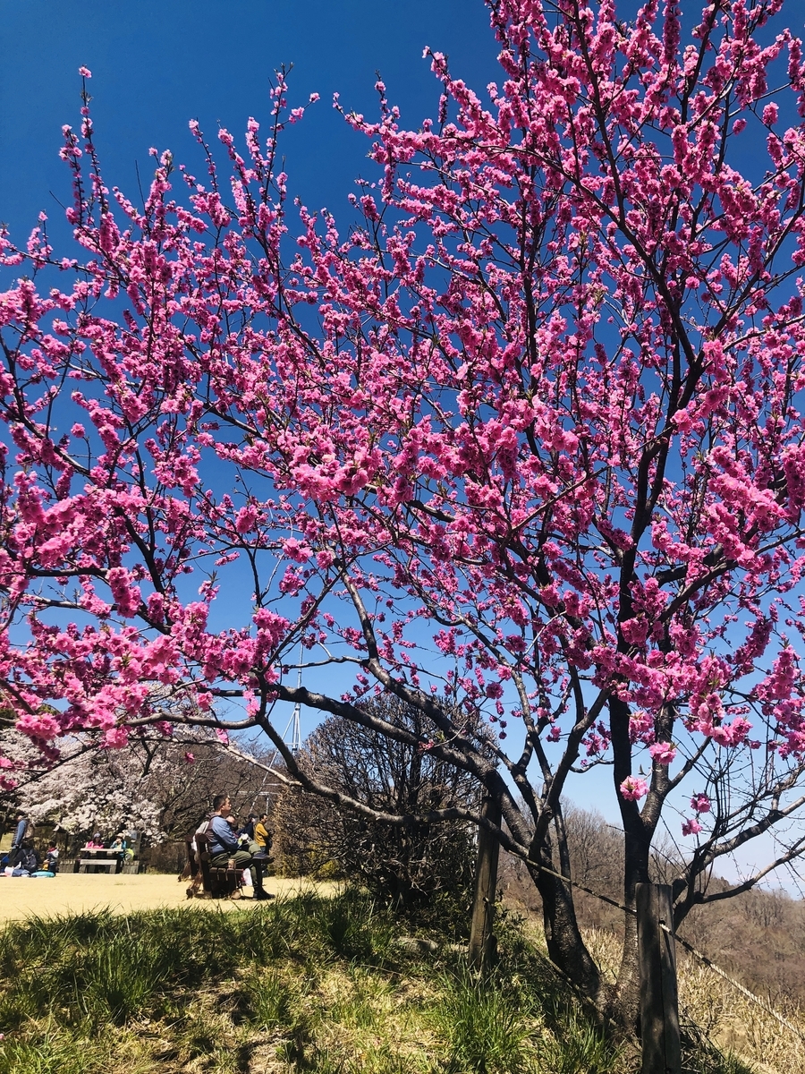 f:id:hatchyxoxo:20190428172426j:plain