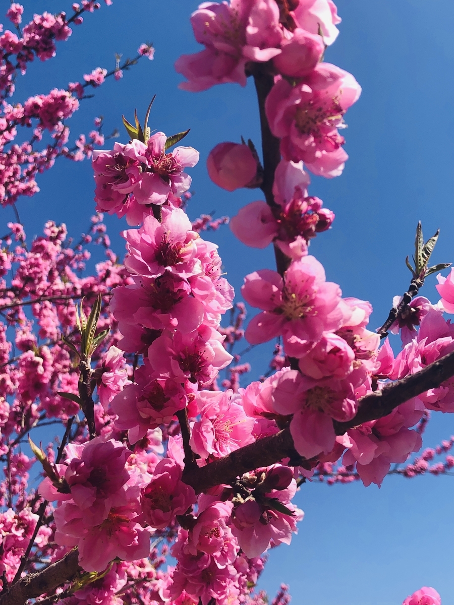 f:id:hatchyxoxo:20190428172433j:plain