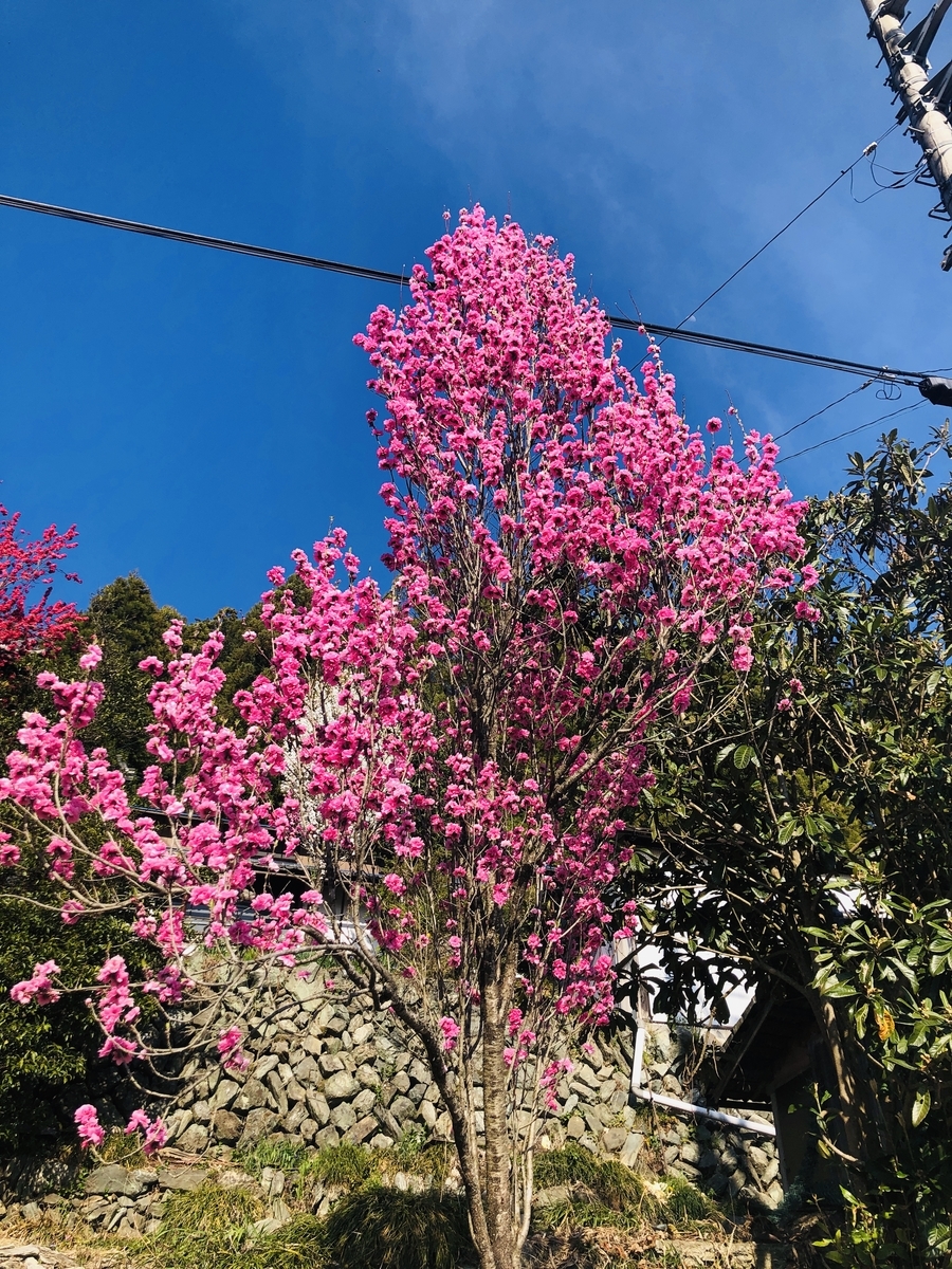 f:id:hatchyxoxo:20190428173934j:plain