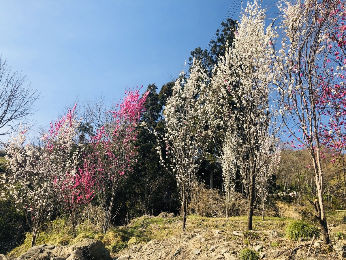 f:id:hatchyxoxo:20190428173949j:plain