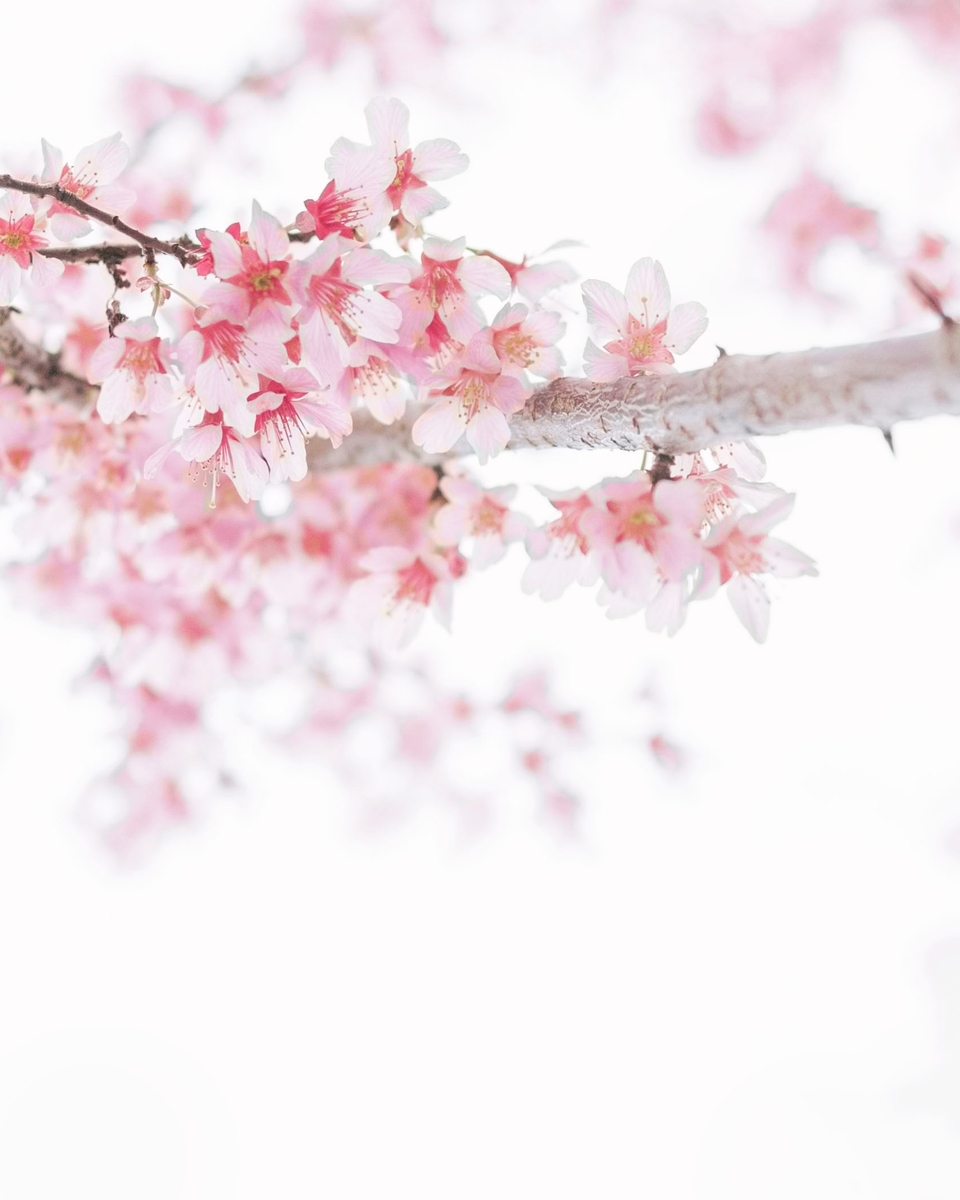 f:id:hateharu07:20190326090136j:plain