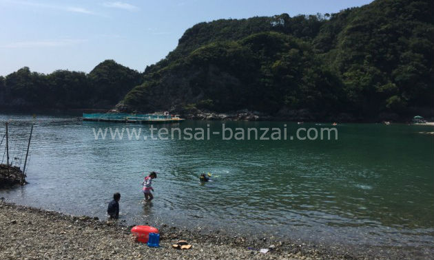 クジラと泳げる くじら浜海水浴場と関西の穴場な那智海水浴場口コミ うちの子 天才かもしれん
