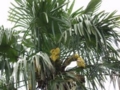 f:id:hatehei666:20120402162120j:image:medium:left