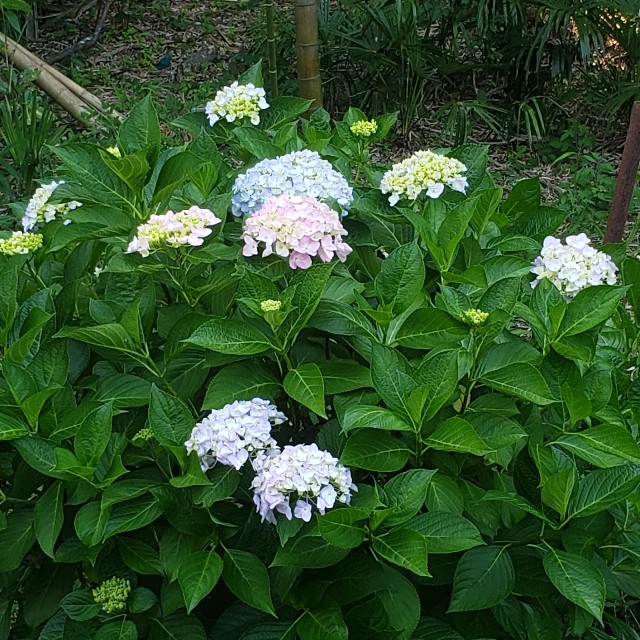 f:id:hateintama:20220615112730j:image