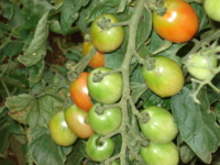 f:id:hatekota810:20060722133126j:image:right
