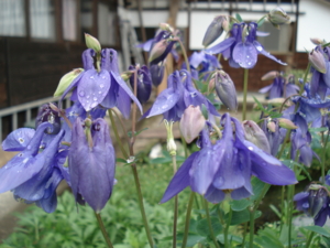 f:id:hatekota810:20090517091318j:image:left