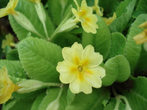 f:id:hatekota810:20090517091522j:image:right