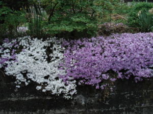 f:id:hatekota810:20090517091620j:image:left