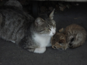 f:id:hatekota810:20090722074432j:image:left