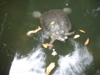 f:id:hatekota810:20090722171841j:image