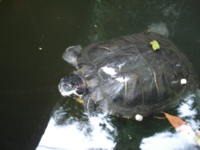 f:id:hatekota810:20090722171851j:image