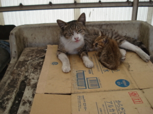 f:id:hatekota810:20090722171928j:image:right