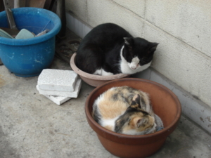 f:id:hatekota810:20090722172005j:image:right