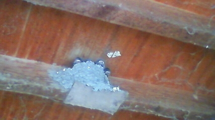 f:id:hatekota810:20090725122600j:image