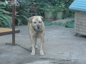 f:id:hatekota810:20090730171657j:image:left