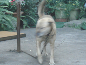 f:id:hatekota810:20090730171711j:image:right