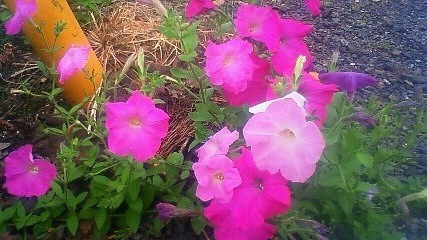 f:id:hatekota810:20090802063600j:image