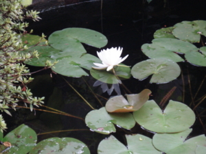 f:id:hatekota810:20090803074633j:image:right
