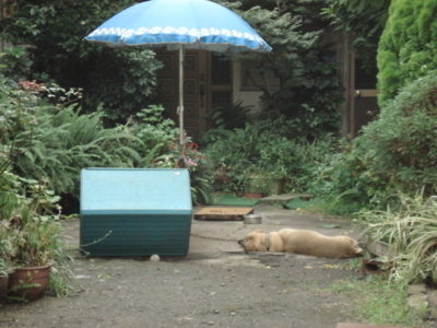 f:id:hatekota810:20090811200124j:image