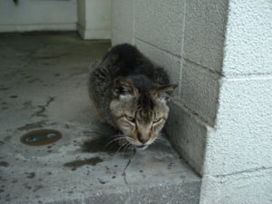 f:id:hatekota810:20090811200458j:image:right