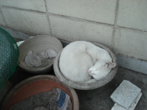 f:id:hatekota810:20090811201003j:image:left