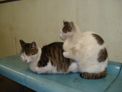 f:id:hatekota810:20090811201731j:image