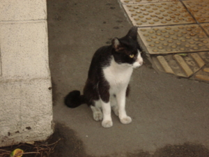 f:id:hatekota810:20090811202634j:image:left