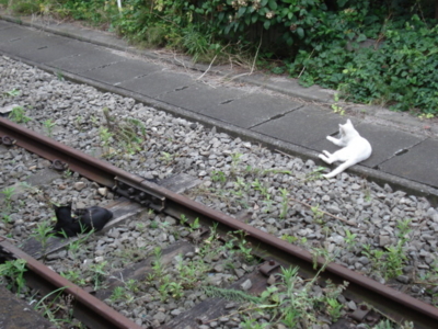 f:id:hatekota810:20090811203824j:image