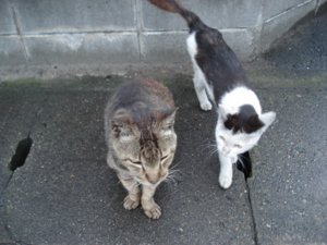 f:id:hatekota810:20090811204332j:image:left