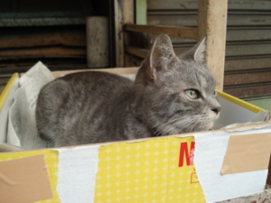 f:id:hatekota810:20090812054313j:image:left