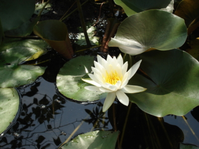 f:id:hatekota810:20090825051622j:image f:id:hatekota810:20090825051622j:image