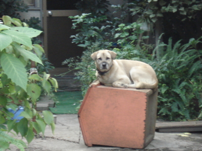f:id:hatekota810:20090826210349j:image