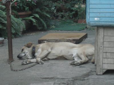 f:id:hatekota810:20090826210533j:image