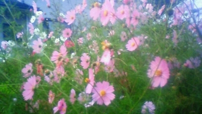 f:id:hatekota810:20090913064033j:image