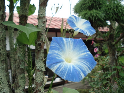f:id:hatekota810:20090915053131j:image