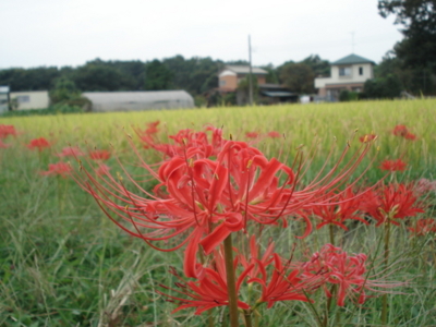 f:id:hatekota810:20090920061456j:image