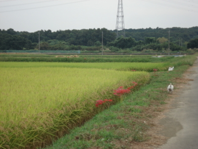 f:id:hatekota810:20090920061639j:image