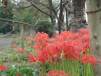 f:id:hatekota810:20090920061642j:image