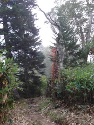 f:id:hatekota810:20090923055742j:image