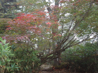 f:id:hatekota810:20090923055902j:image